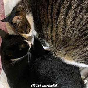 眠る2匹の猫