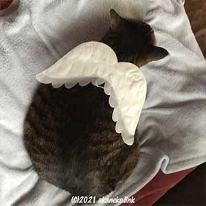 背に天使の羽を載せた猫