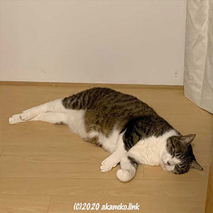 廊下の真ん中で寝る猫