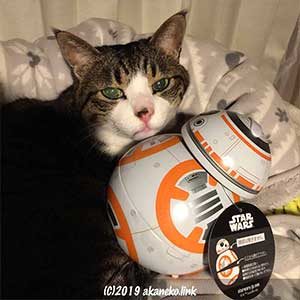 スターウォーズのBB-8型のチョコレート缶と猫