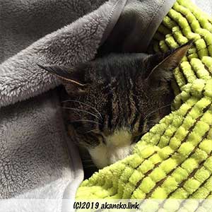 毛布に埋もれて眠る猫