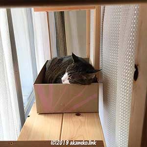 段ボールの中で寝ている猫