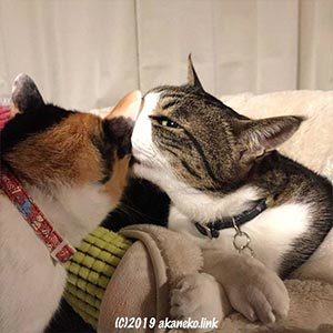 中の良い2匹の猫