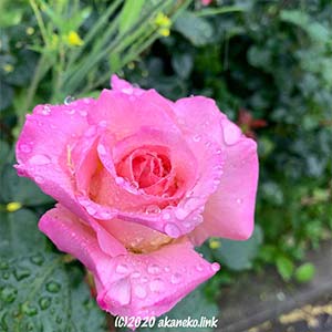 ピンクのバラ（エル）の花