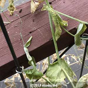 カエルがいなくなった手すり