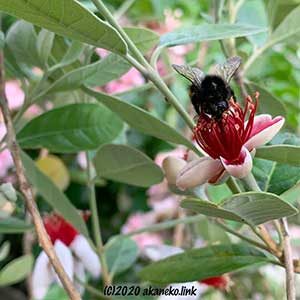 フェイジョアにマルハナバチ