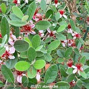 満開のフェイジョア