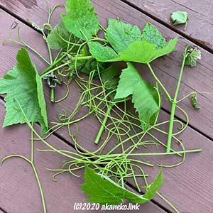 カットした葡萄のツル