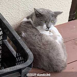 ボス猫風貫禄漂うグレーの猫