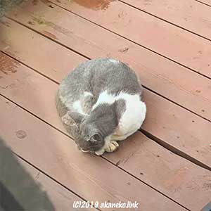 ウッドデッキで丸まって眠っている猫