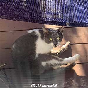ウッドデッキから見上げる猫