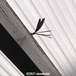 ウッドデッキ屋根にハグロトンボ