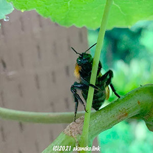 雨宿り中のハナバチ