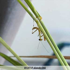 ハラビロカマキリの幼虫