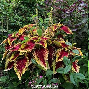 コリウス（ゴリラ）