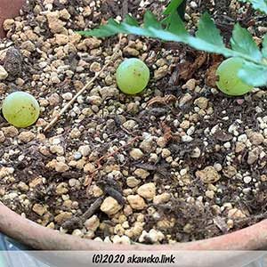 鉢植えに落ちた葡萄の実