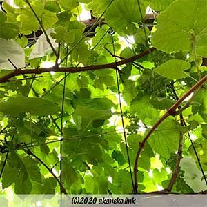 葡萄のグリーンカーテン