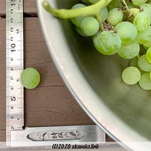 ヒムロッドシードレスの粒を測る