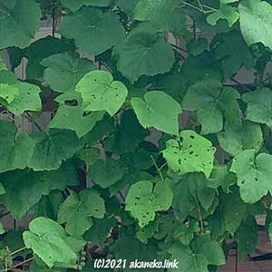 所々虫食いの葡萄の葉