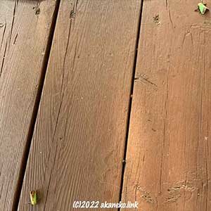 ウッドデッキにヒロヘリアオイラガが2匹