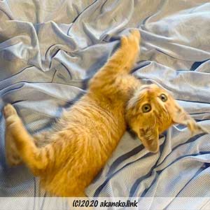 クシャクシャのベッドシーツの上のやんちゃ子猫