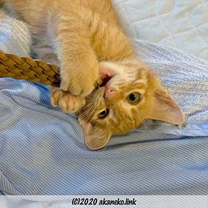 ベルトをかじるやんちゃ子猫