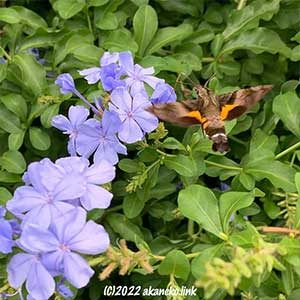 ルリマツリにホシホウジャク