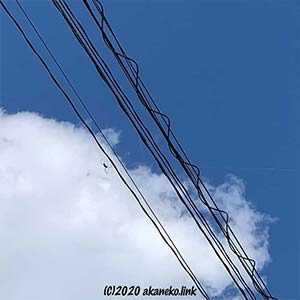 電線にジョロウグモ