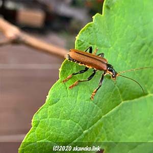 葉の上のジョウカイボン