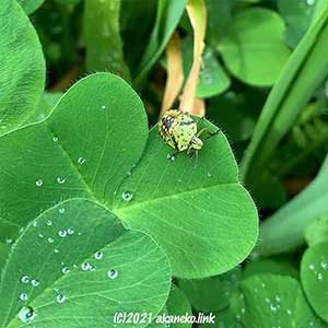 クローバーの葉上のカメムシの幼虫