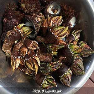 亀の手と巻貝（にいな）