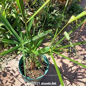 鉢植えのカンノンチク