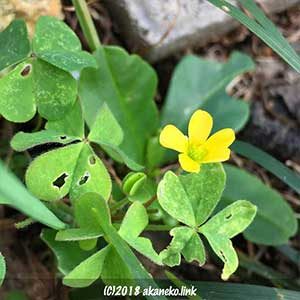 カタバミの黄色い花