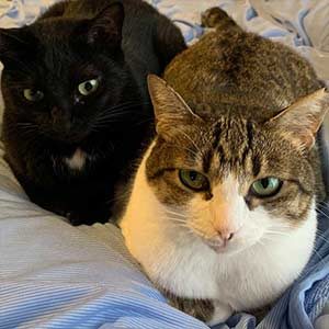 香箱座りの2匹の猫