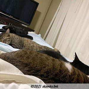 ベッドを占領する猫4匹