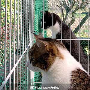 猫小屋から揃って外を見つめる猫2匹