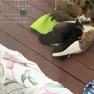 ウッドデッキにやってきた野良猫の親子