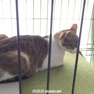 家猫を始めたばかりの猫