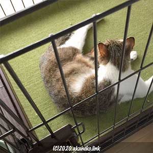 家猫修行を開始したばかりの猫