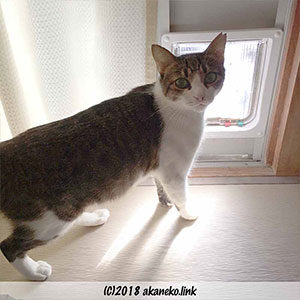 猫ドアの前で振り返る猫