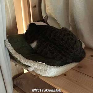 クッションの上で寝ている猫