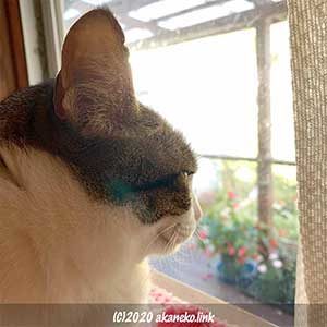 窓の外を見るキジ白猫の横顔