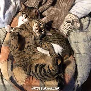重なって寝ている猫