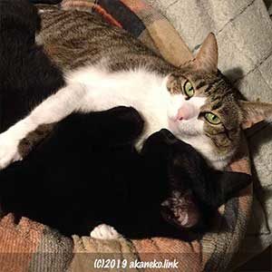 抱き合って寝る2匹の猫