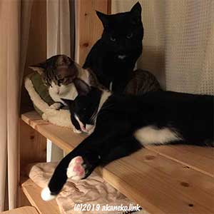 猫棚に3匹の猫
