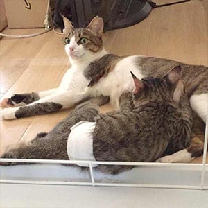 お腹に包帯をした子猫に授乳する母猫