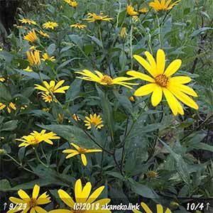 キクイモの黄色い花