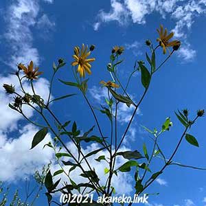 青空とキクイモの花