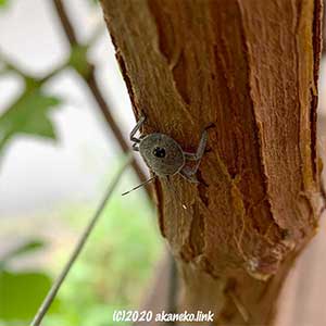 葡萄の枝を歩くキマダラカメムシの幼虫