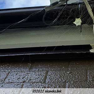 コガネグモの卵